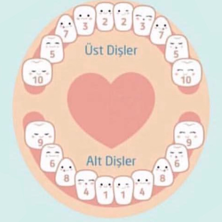Süt dişlerinin sürme sırası